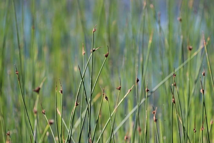 Schoenoplectus pungens image