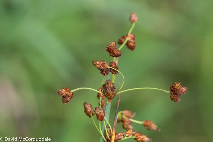 Schoenoplectus tabernaemontani image