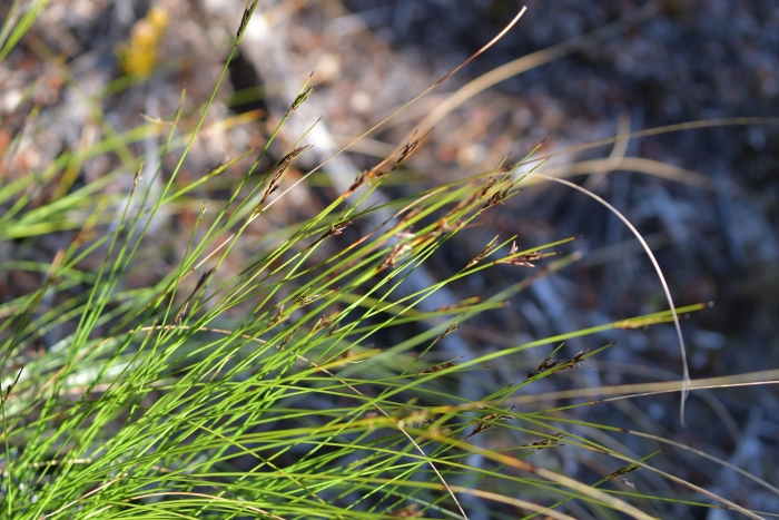 Schoenus pauciflorus image