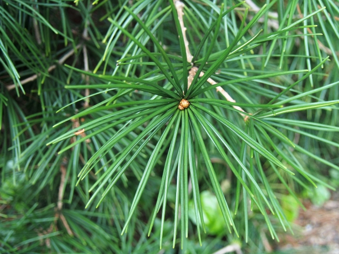Sciadopitys verticillata image