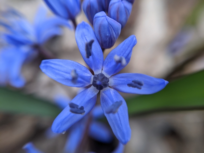 Scilla bifolia image