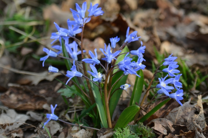 Scilla forbesii image