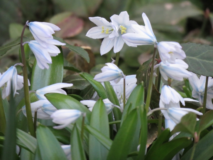 Scilla mischtschenkoana image