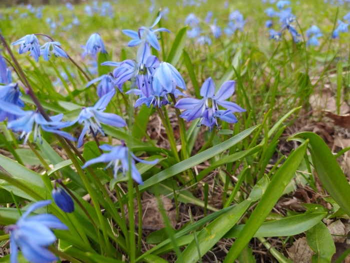 Scilla siberica image