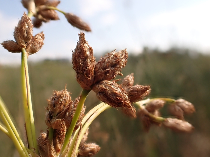 Scirpus acutus image