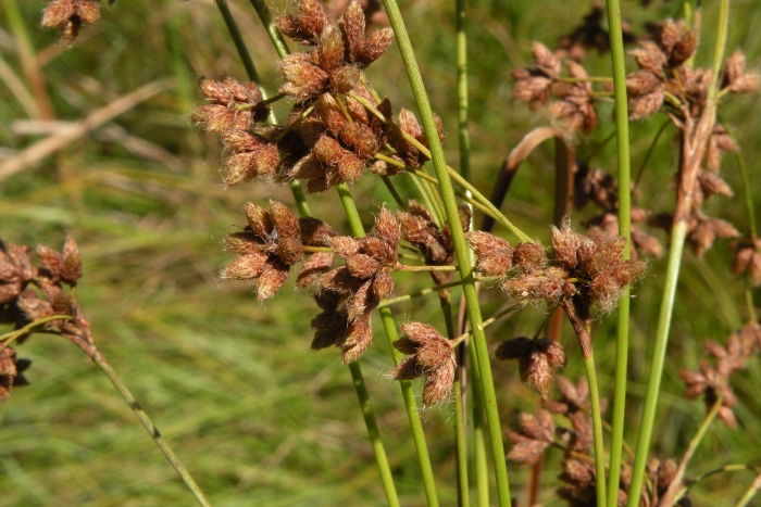 Scirpus cyperinus image