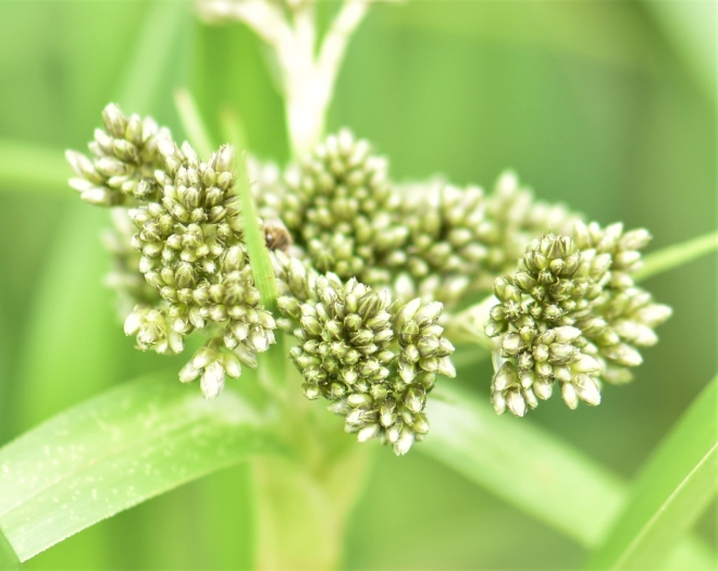 Scirpus pallidus image