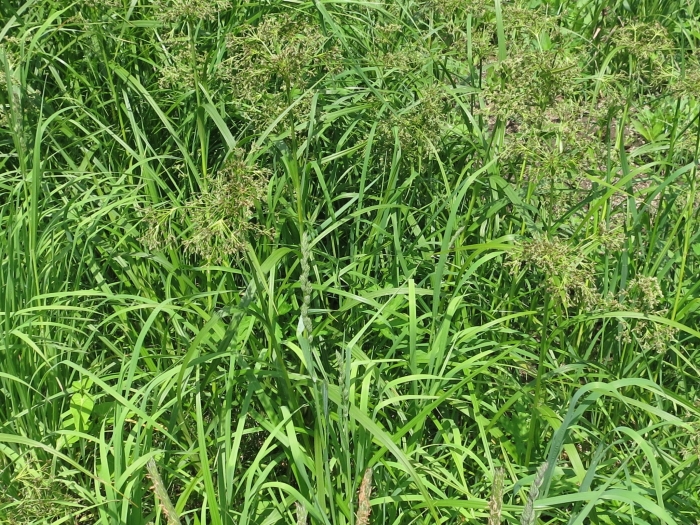 Scirpus radicans image