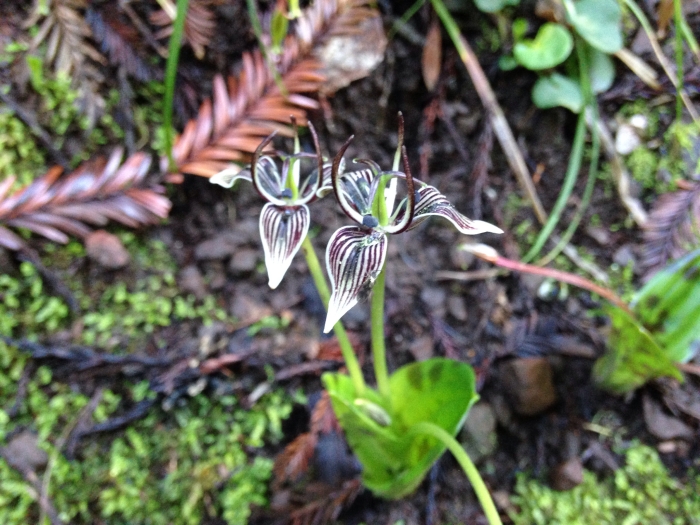 Scoliopus bigelovii image