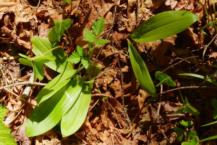 Scoliopus hallii image