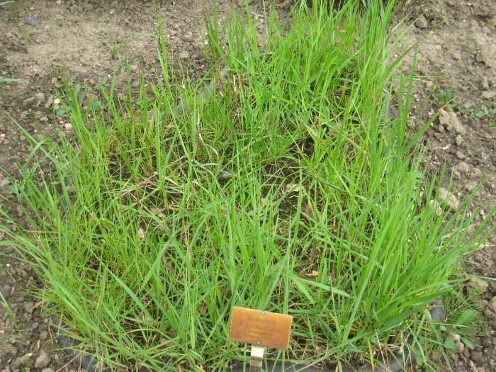 Scolochloa festucacea image