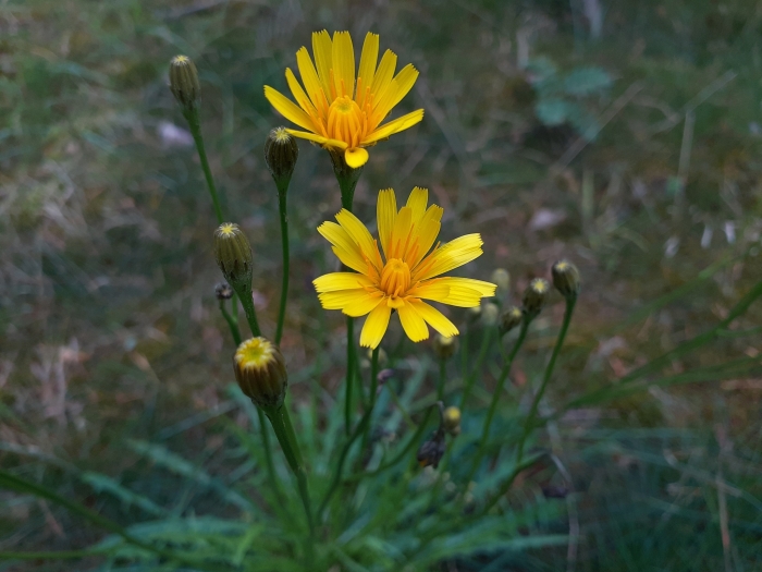 Scorzoneroides autumnalis image