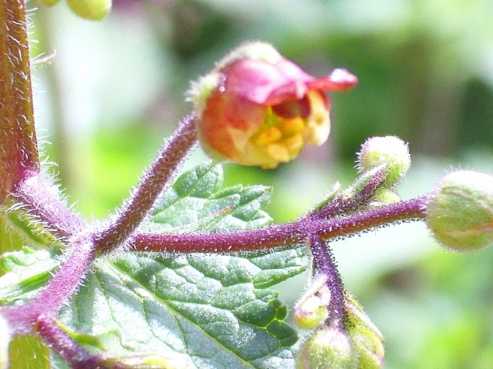Scrophularia auriculata image