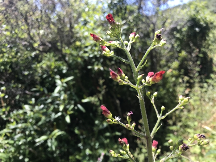 Scrophularia californica image
