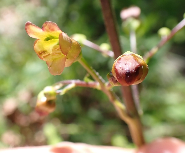 Scrophularia lanceolata image
