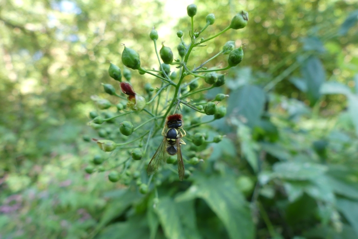 Scrophularia marilandica image
