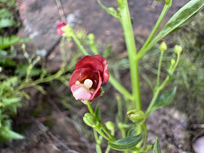 Scrophularia nodosa image