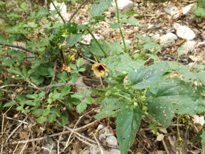 Scrophularia trifoliata image
