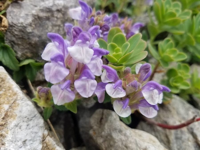 Scutellaria alpina image