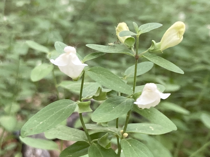 Scutellaria californica image