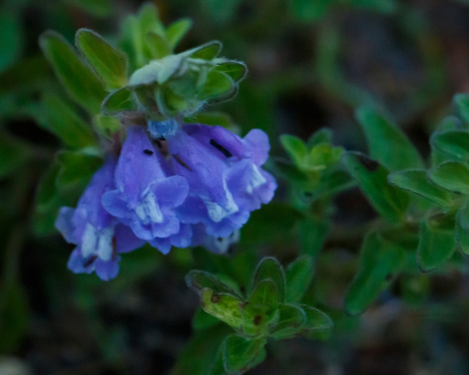 Scutellaria drummondii image