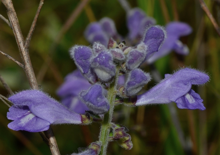 Scutellaria integrifolia image