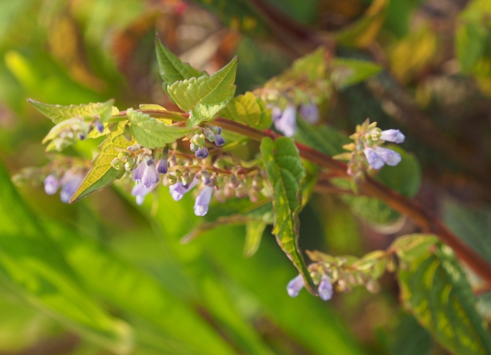 Scutellaria lateriflora image