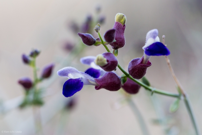 Scutellaria mexicana image