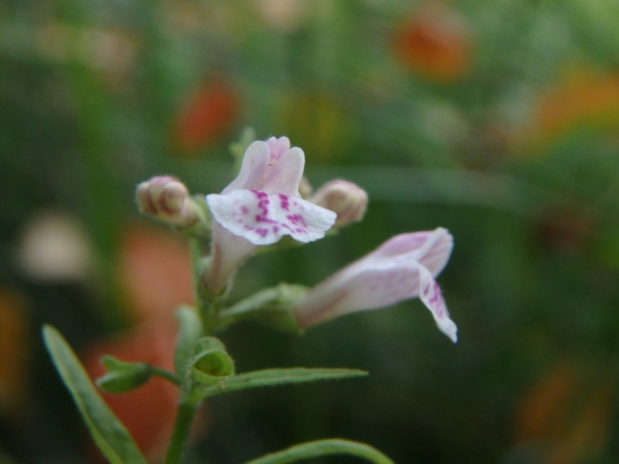 Scutellaria minor image