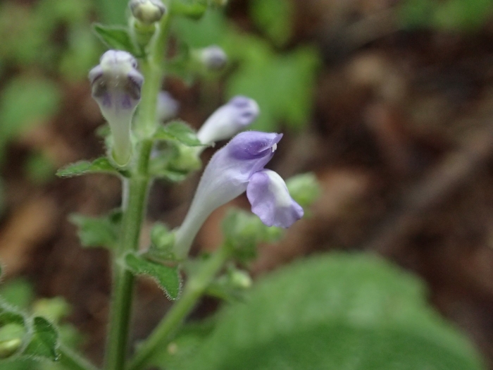 Scutellaria ovata image