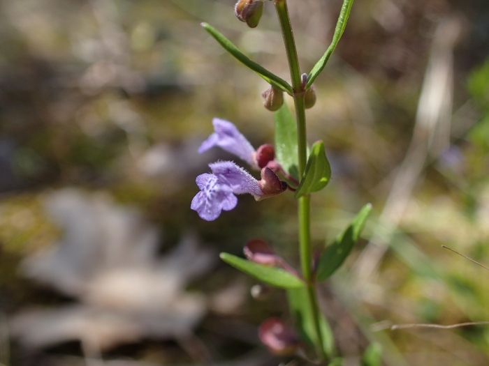 Scutellaria parvula image