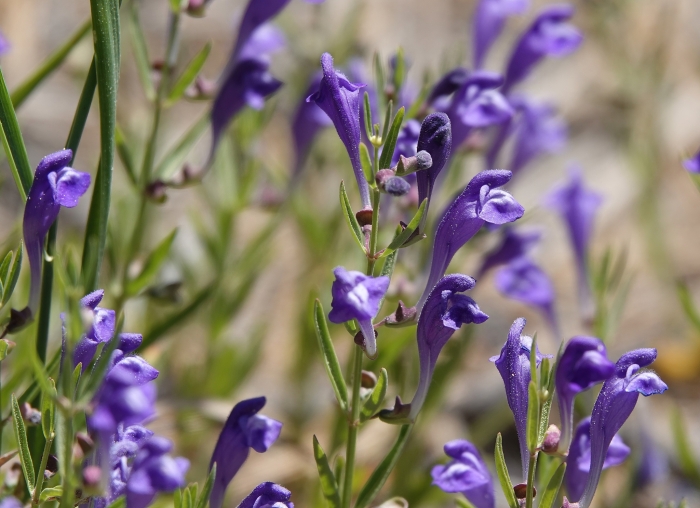 Scutellaria siphocampyloides image