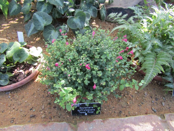 Scutellaria suffrutescens image