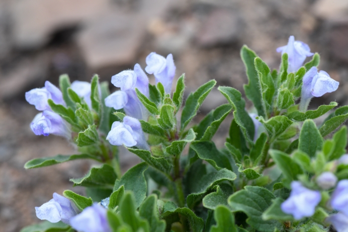 Scutellaria tuberosa image