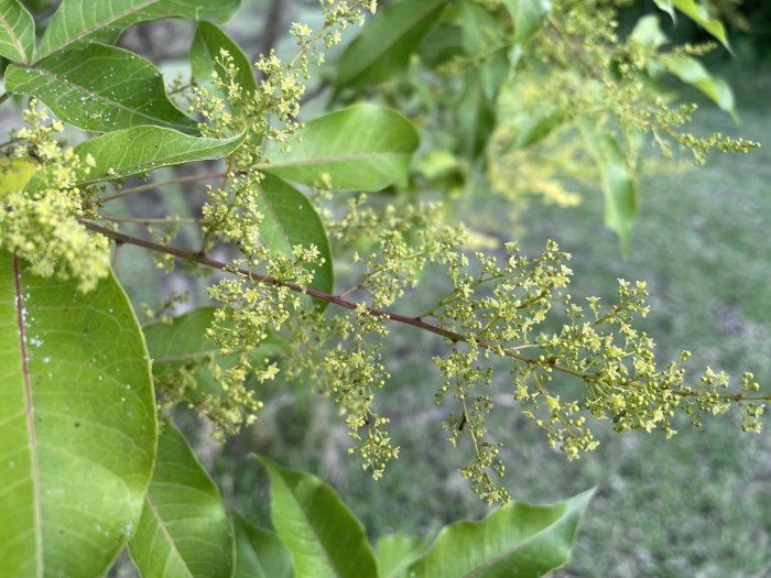 Searsia chirindensis image