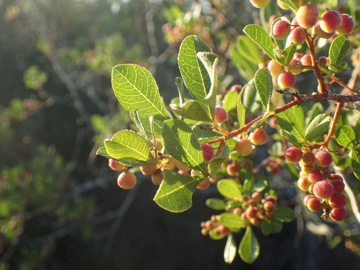 Searsia laevigata image