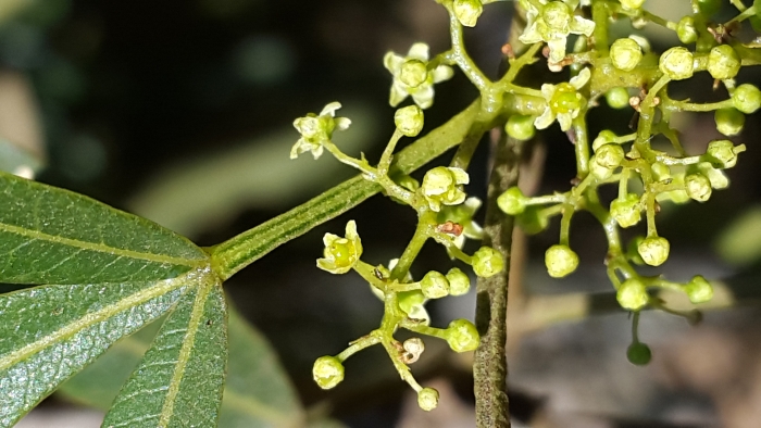 Searsia lancea image