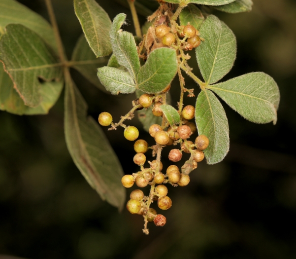 Searsia pyroides image