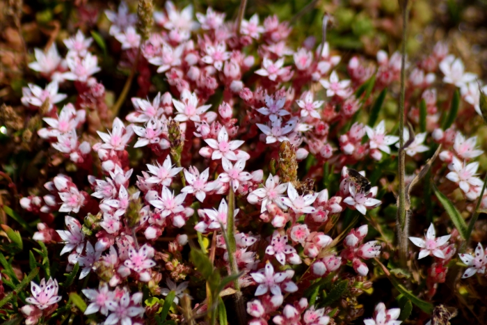 Sedum anglicum image