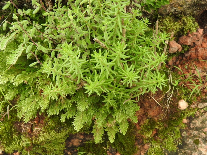 Sedum bourgaei image