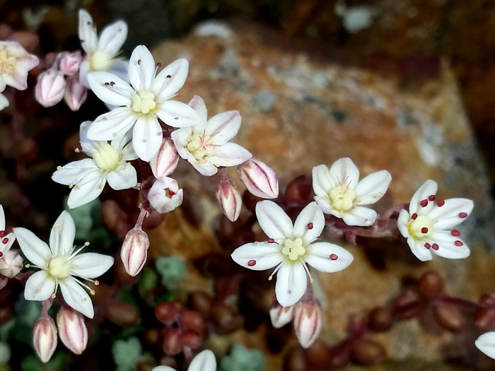 Sedum brevifolium image