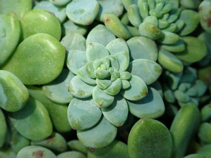 Sedum clavatum image