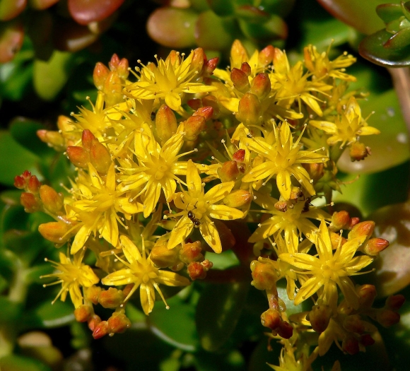 Sedum confusum image