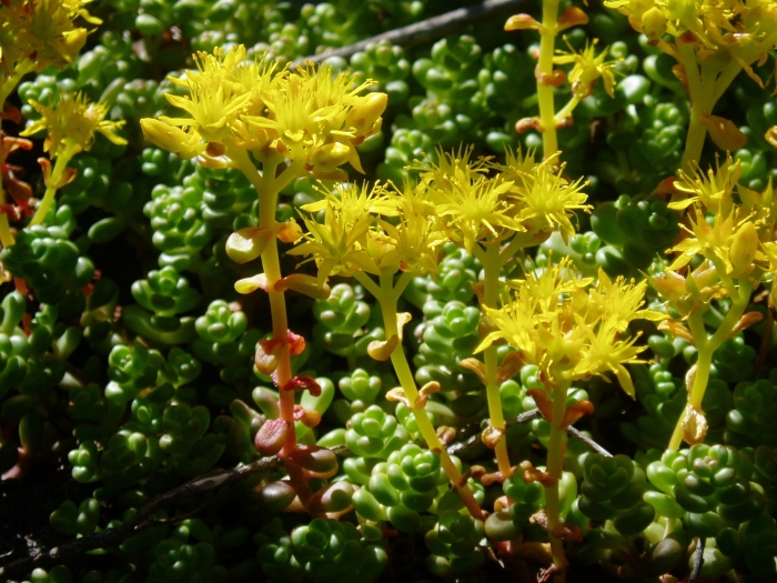 Sedum divergens image