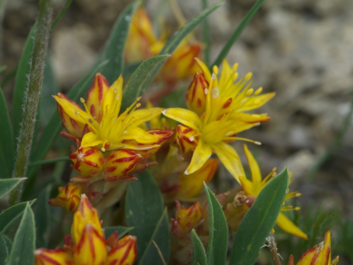 Sedum lanceolatum image