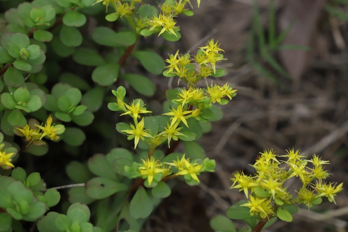 Sedum makinoi image