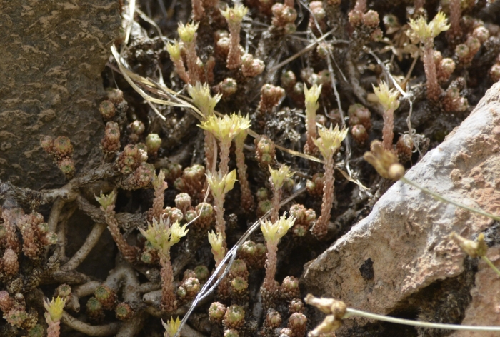 Sedum multiceps image