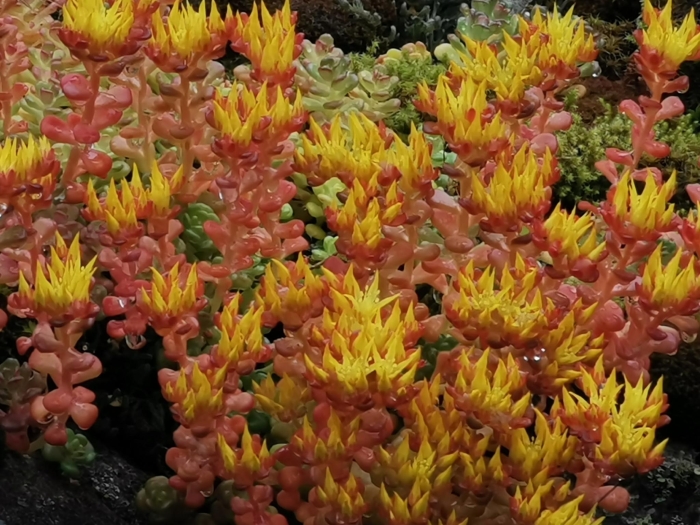Sedum oreganum image
