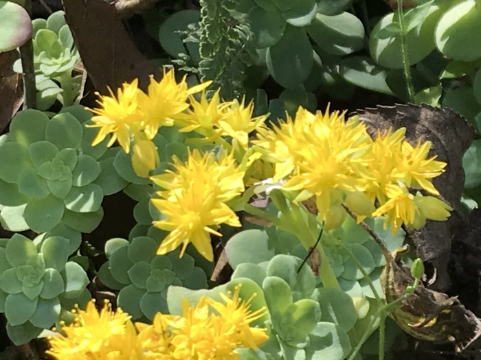 Sedum palmeri image