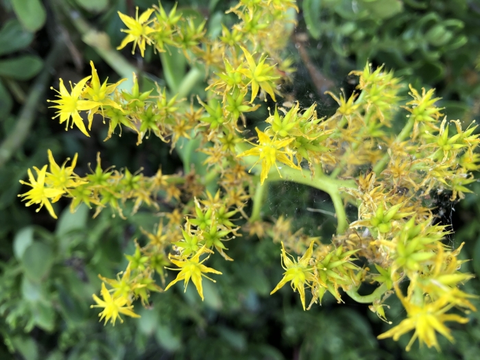 Sedum praealtum image